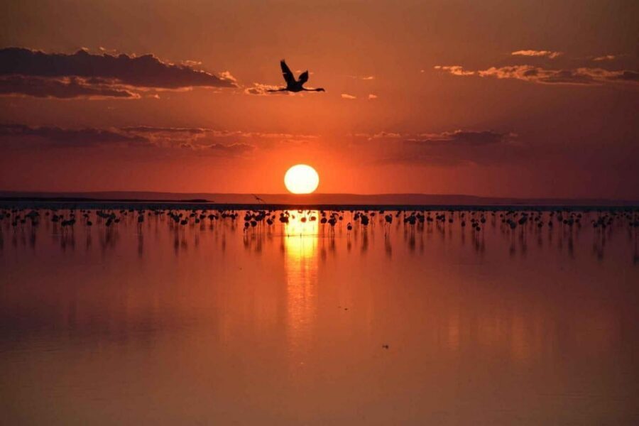 Cappadocia Amazing Sunset Tour To Salt Lake - Flamingos and Birdwatching: When Wildlife Fits the Scenery