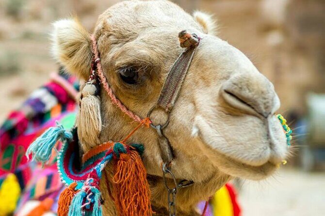 Cappadocia Camel Ride Experince Sunrise Sunset Daytime - Camel ride in Goreme: what you’re really buying for $60