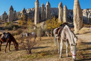 Cappadocia Horse Riding Experience Sunrise Sunset Daytime - Pickup from Göreme or Ürgüp: the logistics that affect your stress level