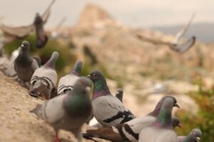 Cappadocia Private Guided Tour(Car&Licensed Guide) - Your Pickup, Your Vehicle, and the Comfort Factor