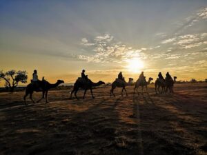 Cappadocia: Sunrise Camel Safari - The 7-Pickup Morning and How the Timing Usually Feels